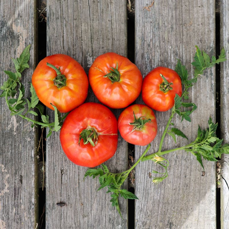 Heinz Classic Processor Tomato (75 Days) – Pinetree Garden Seeds