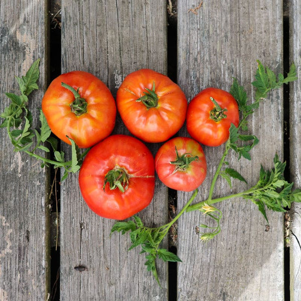 tomatoです SuperSauce Tomato Seeds - 2lb. Largest Sauce Tomato Plants at