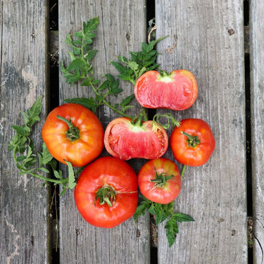 Heinz Classic Processor Tomato (75 Days) - Vegetables