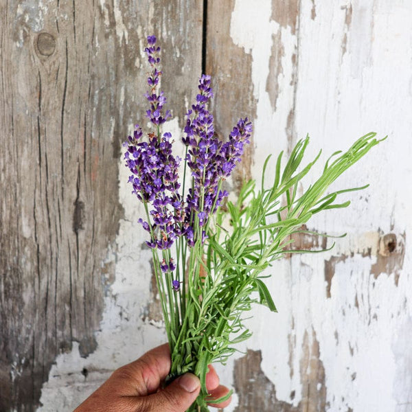 hidcote lavender plants for sale near me Lavender 'Hidcote Blue'