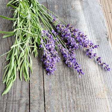 Hidcote Blue Lavender - Herbs