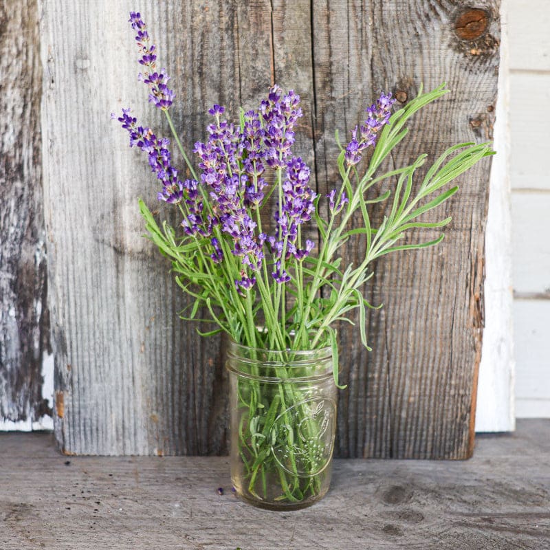 hidcote blue lavender plants Lavender 'Hidcote Blue'