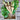 Hollow crown parsnips with green tops in a wooden crate against a wooden background