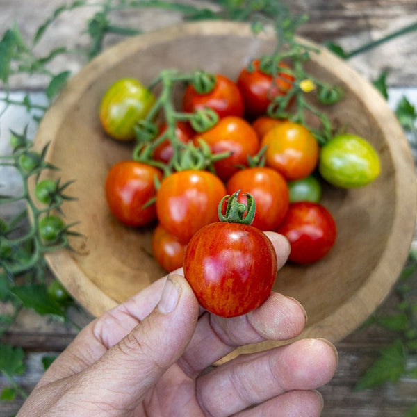 Honey Bee Tomato (Organic F1 Hybrid 60 Days)
