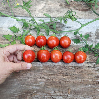 Honey Bee Tomato (Organic F1 Hybrid 60 Days) - Vegetables