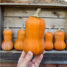 Honeynut Winter Squash (110 Days) - Vegetables