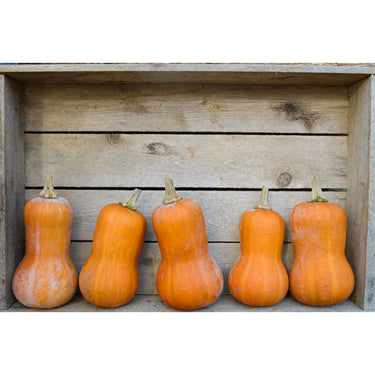 Honeynut Winter Squash (110 Days) - Vegetables
