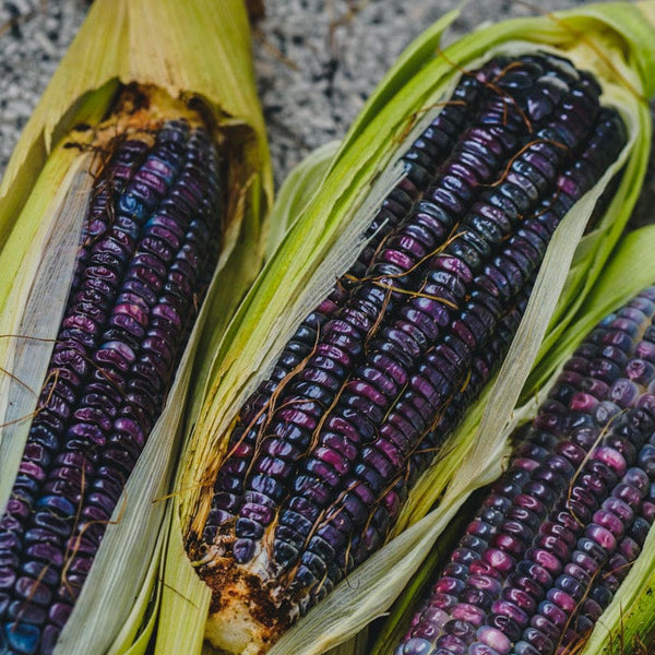 blue corn seeds for planting Corn Dent Blue Hopi 100 Non-GMO, Heirloom Seeds