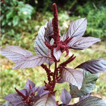 Amaranth – Pinetree Garden Seeds