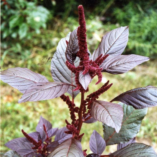 red amaranth seeds for planting Hopi Red Dye Amaranth (45 Days)
