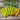 Hungarian Yellow Wax Pepper (65 Days) - Vegetables