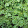 Ice Lettuce - Vegetables