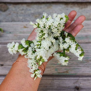 Iceberg Statice - Flowers