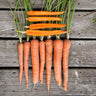 Imperator Carrot (Heirloom 70 Days) - Vegetables