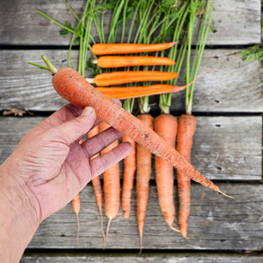 Imperator Carrot (Heirloom 70 Days) - Vegetables