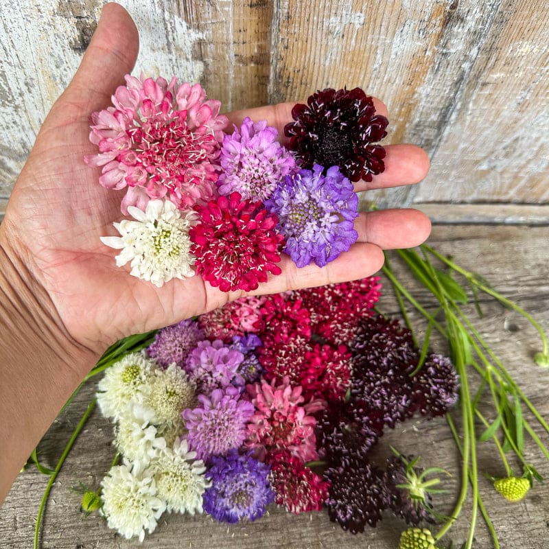 growing pincushion flower from seed Imperial Mix Scabiosa – Pinetree Garden Seeds