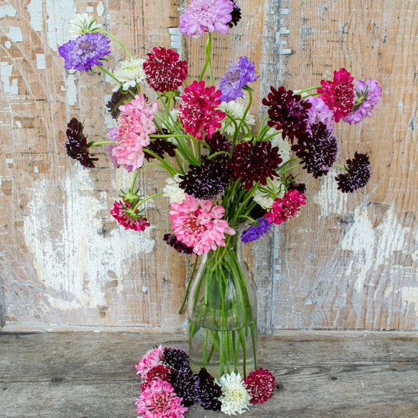 growing pincushion flower from seed Imperial Mix Scabiosa – Pinetree Garden Seeds