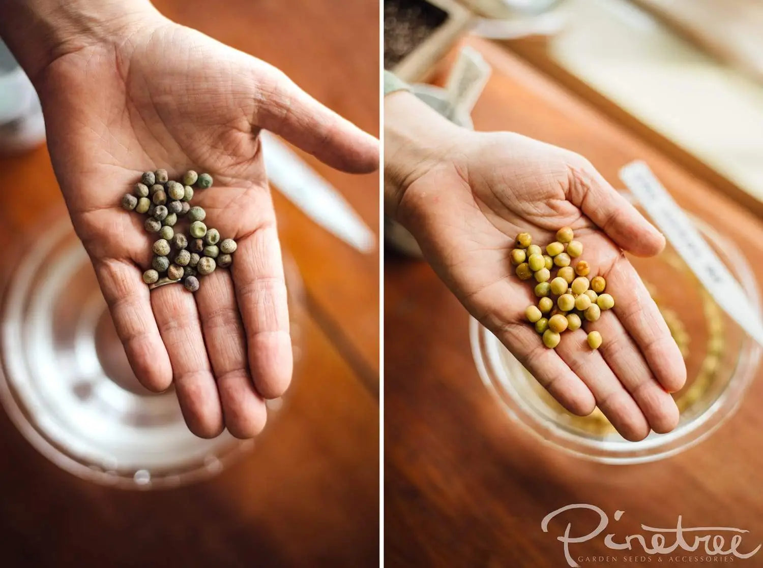 Dry pea seeds vs soaked pea seeds