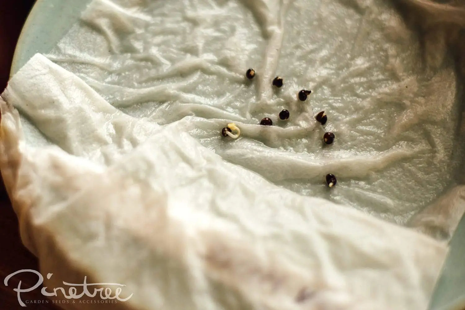 Hibiscus seeds on a soaked paper towel