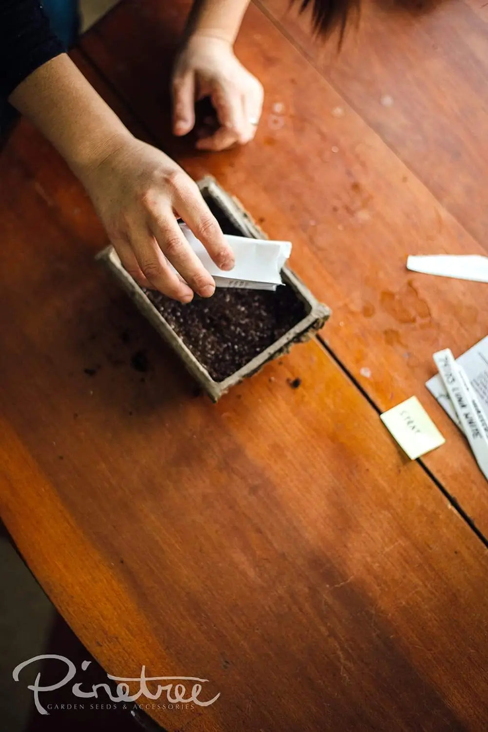 Gardener sowing seeds in fiber pack tray