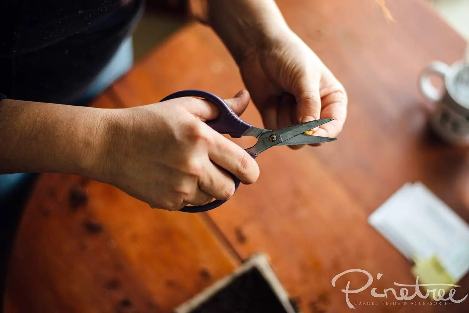 Gardener nicking large seed for seed starting