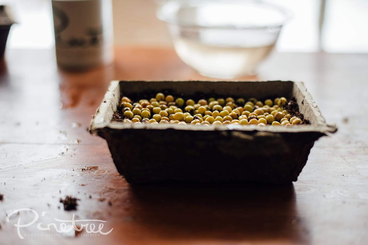 Close-up of soaked pea seeds in a fiber pack tray