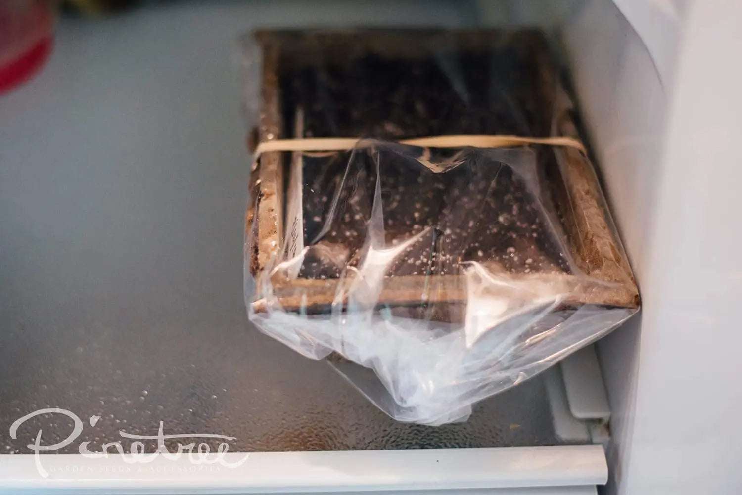 Cold stratifying seeds in the fridge