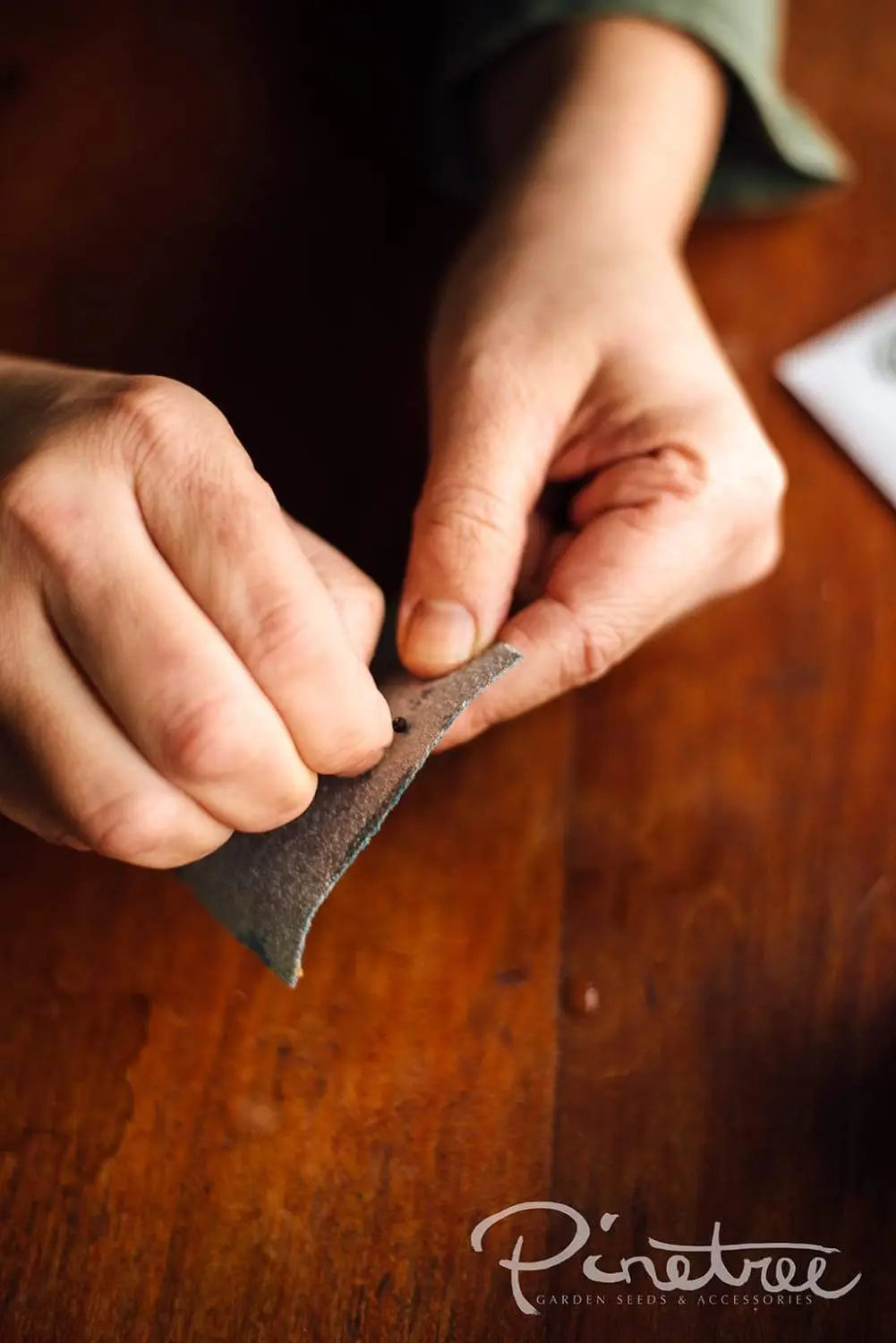 Gardener sand papering a seed for seed starting