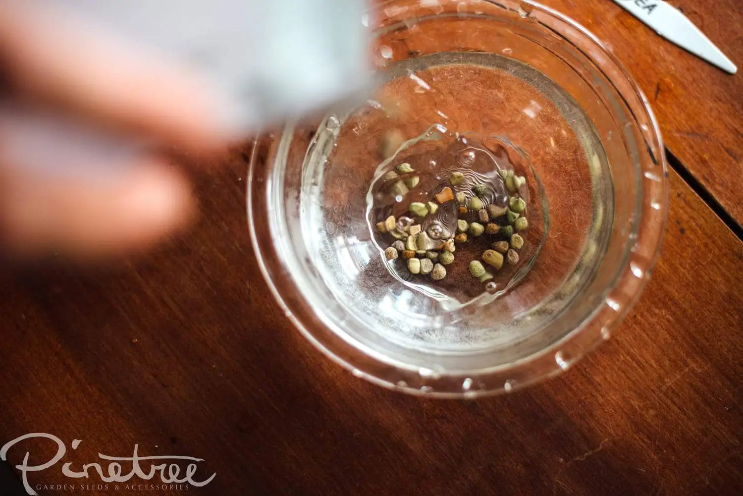 Soaking pea seeds for planting