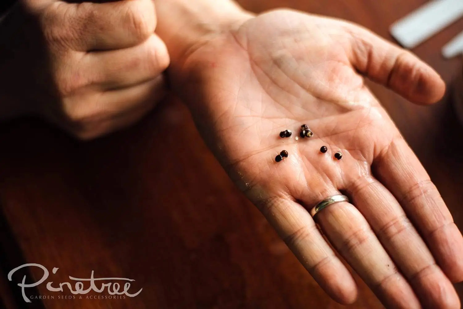 Soaked hibiscus seed in gardener's hand