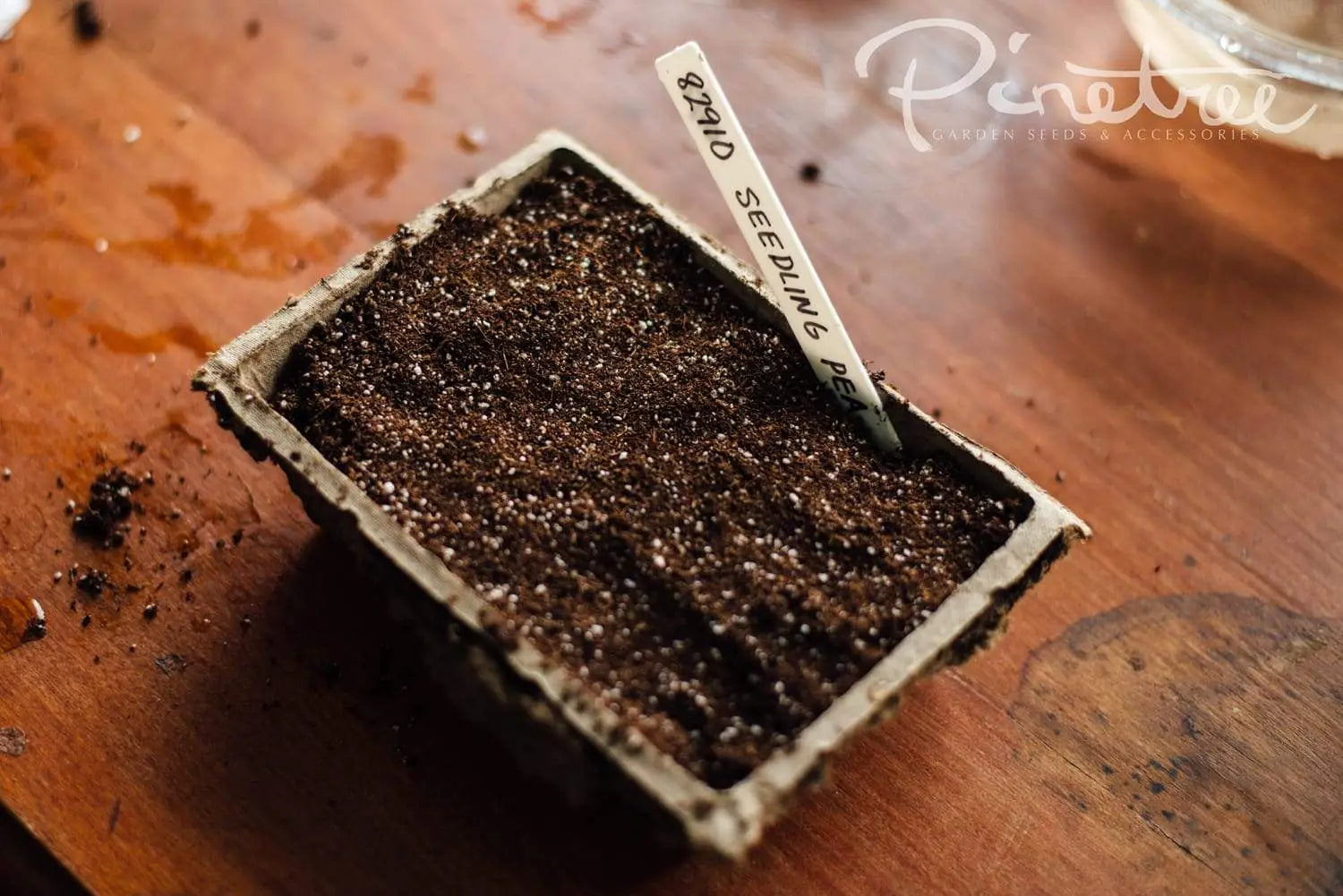 Pea seeds covered in soil
