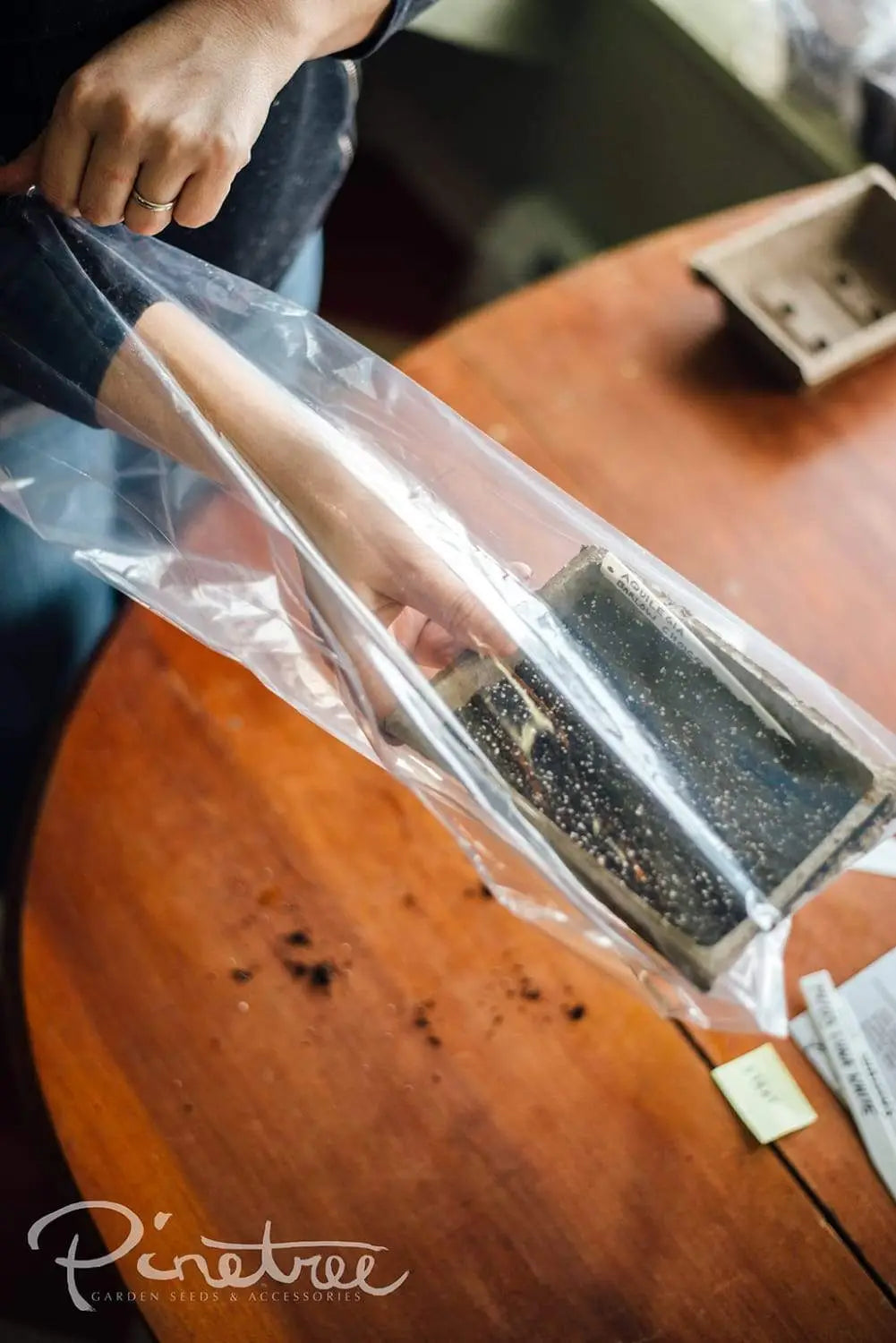 Gardener placing fiber pack in plastic bag for winter sowing