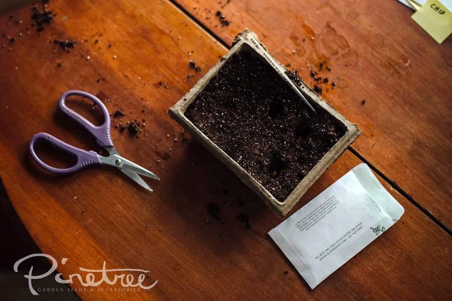 Nicked seed planted in fiber pack strip