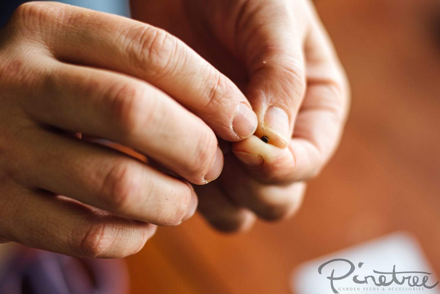 Close-up of a gardener holding a seed
