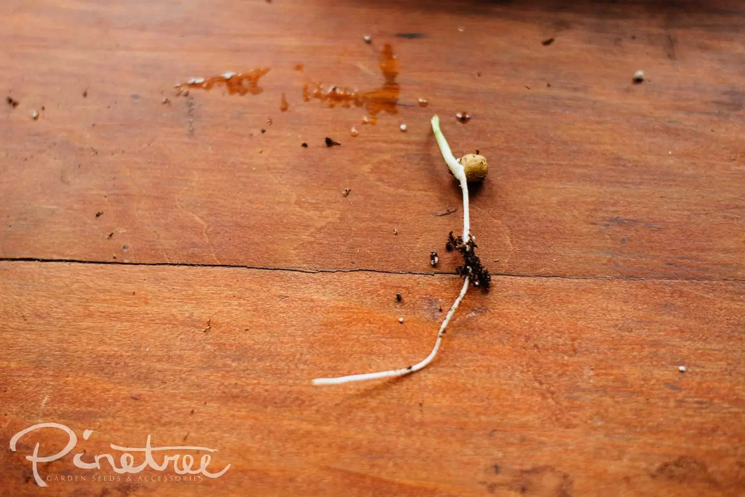 Single pea shoot seedling