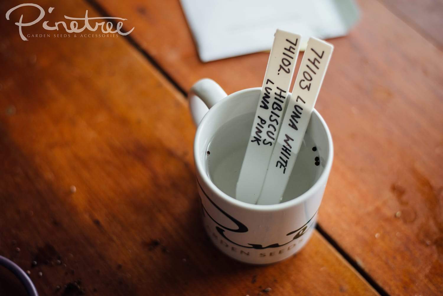 Soaking hibiscus seeds in a mug