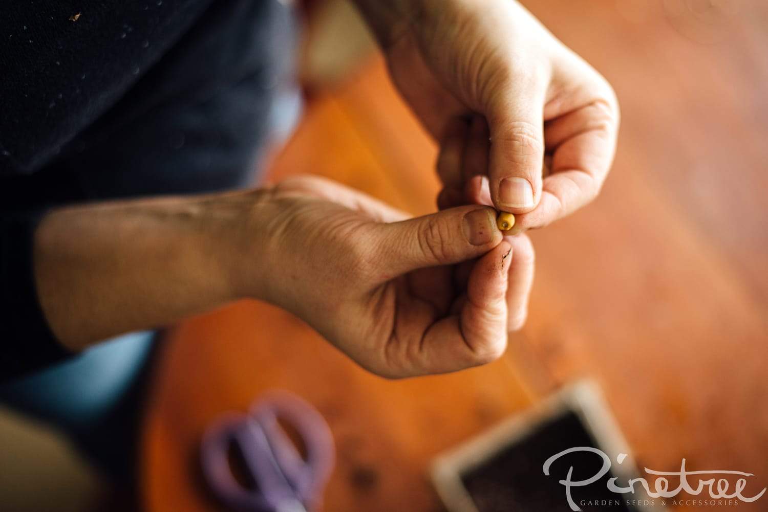 Close up of gardener holding a seed