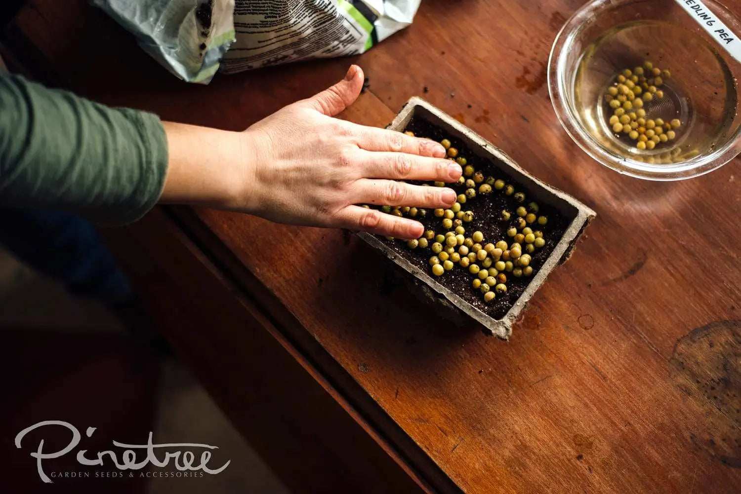 Soaked pea seeds getting planted in trays