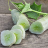 Itachi Cucumber (F1 Hybrid 54 Days) - Vegetables