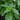 Classic large leaf italian basil in herb garden.