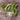 Jackson Wonder Lima Bean (65-70 Days) - Vegetables