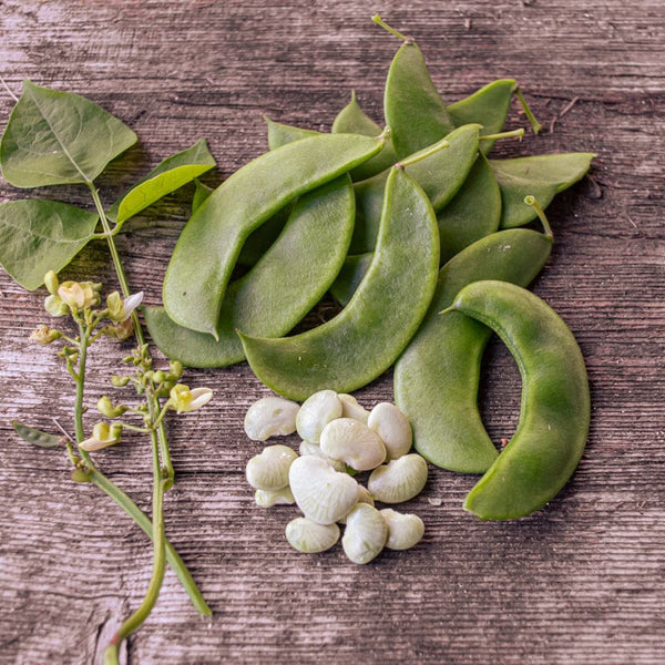 lima beans seeds for planting Jackson Wonder Lima Bean (65-70 Days)