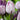 Jacuzzi Tulip - Fall