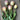 Jade Maiden Tulip - Fall