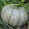 Jarrahdale Squash (100 Days) - Vegetables