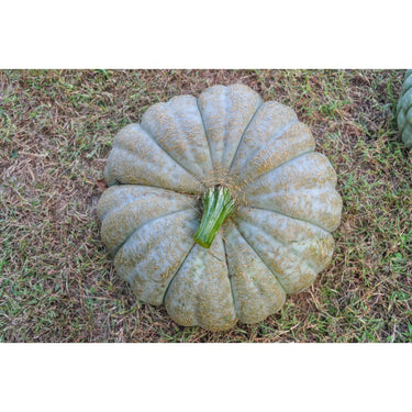 Jarrahdale Squash (100 Days) - Vegetables