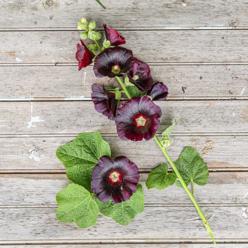 planting hollyhock seeds in fall Jet Black Hollyhock – Pinetree Garden Seeds
