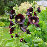 Jet Black Hollyhock - Flowers