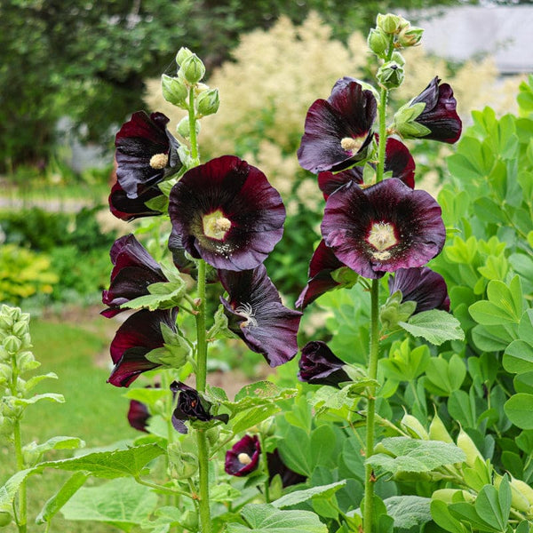holly_accoブラック1 Jet Black Hollyhock – Pinetree Garden Seeds