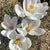 Joan of Arc Crocus